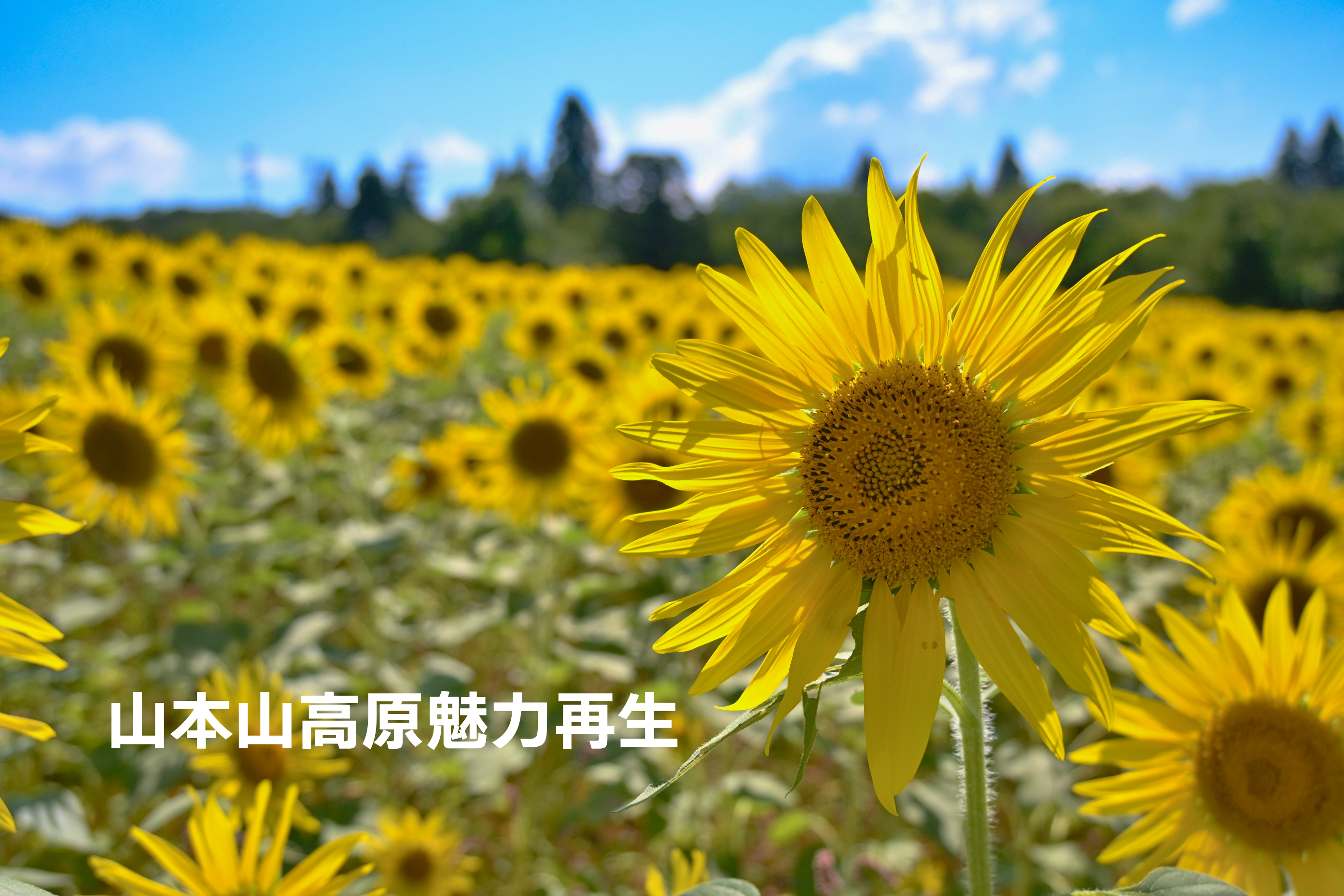 ひまわり